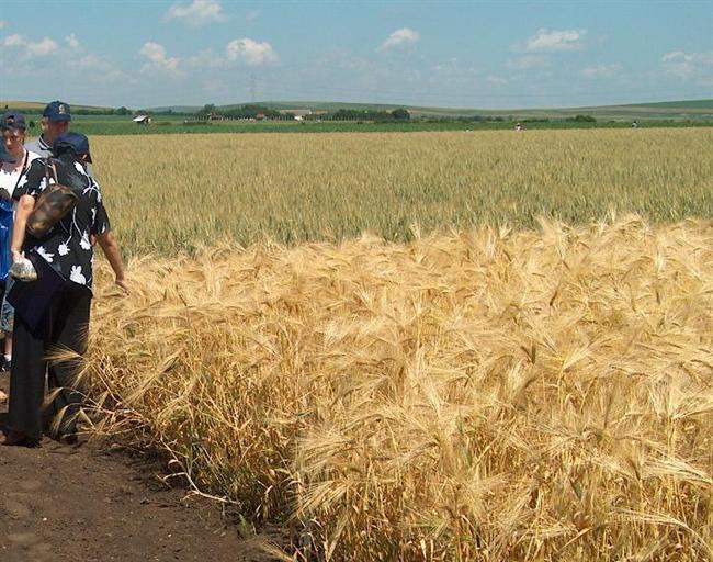 Agricultura şi construcţiile au frânat creşterea economică, susţinută de industrie şi impozite nete