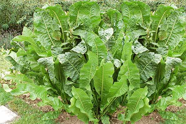 Planta incredibil de eficientă. Reduce tensiunea şi colesterolul, previne formarea cheagurilor de sânge