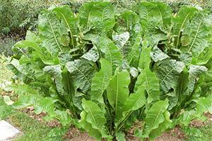 Planta incredibil de eficientă. Reduce tensiunea şi colesterolul, previne formarea cheagurilor de sânge