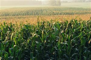 România va contribui cu circa 11 milioane de tone de porumb la producţia UE din acest an, de 74 milioane de tone