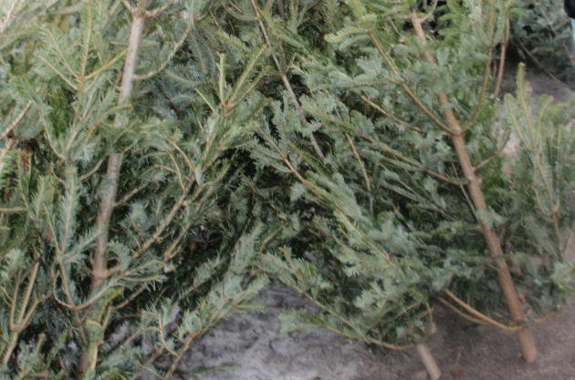 Se apropie sărbătorile de iarnă, începe traficul cu brazi