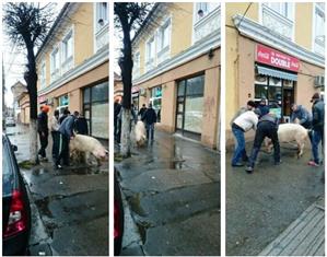 Amintirile din Epoca de Aur reînvie. Cu porcul pe străzile Clujului