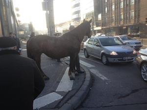 Scene din Vestul Sălbatic, în centrul Clujului. Calul aşteaptă cuminte la semafor