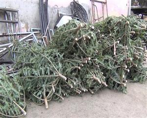 Pomii de Crăciun, vânaţi asiduu de poliţişti