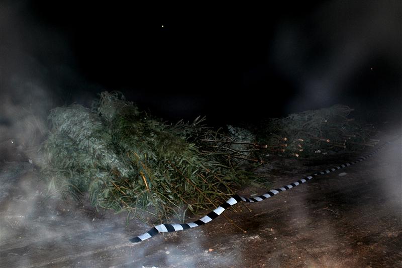 Vânătoarea de brazi continuă. Peste 300, confiscaţi în două zile