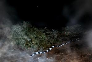 Vânătoarea de brazi continuă. Peste 300, confiscaţi în două zile