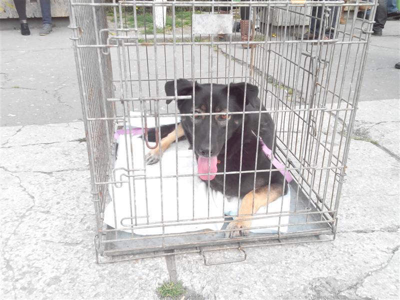Lăbuş a învins snobismul. O poveste tristă, dar cu happy-end