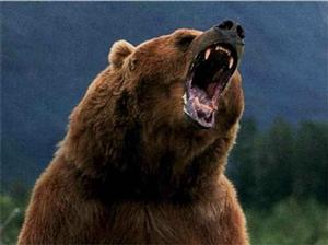 Experienţă traumatizantă: patru oameni, atacaţi de urs 