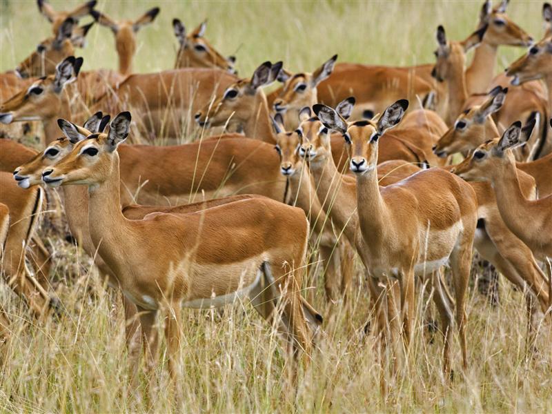 Descoperirile cercetătorilor clujeni: protozoare şi căpuşe parazite din Kenya