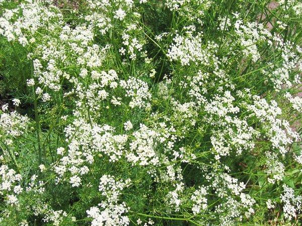 Seminţele aromatice care au grijă de DIGESTIE, cresc IMUNITATEA şi vindecă TUSEA