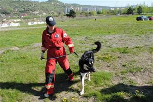 Demonstraţii de dresaj canin şi parada raselor, în weekend, la Cluj