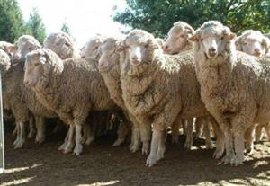 Senzaţii tari în “România reală”: ciobani stâlciţi în bătaie de doi “colegi”