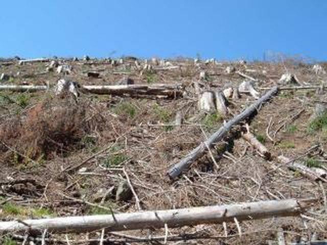 Proiect PNL: Defrişările ilegale să fie considerate ameninţări la siguranţa naţională