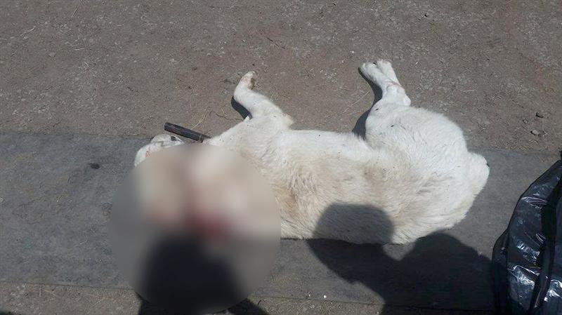 Act de cruzime faţă de un câine ciobănesc. Animalul a fost împuşcat direct dintr-un jeep 