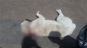 Act de cruzime faţă de un câine ciobănesc. Animalul a fost împuşcat direct dintr-un jeep 
