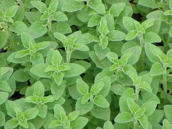 CONDIMENT cu proprietăţi NEBĂNUITE: combate un virus responsabil pentru INFECŢIILE GASTROINTESTINALE