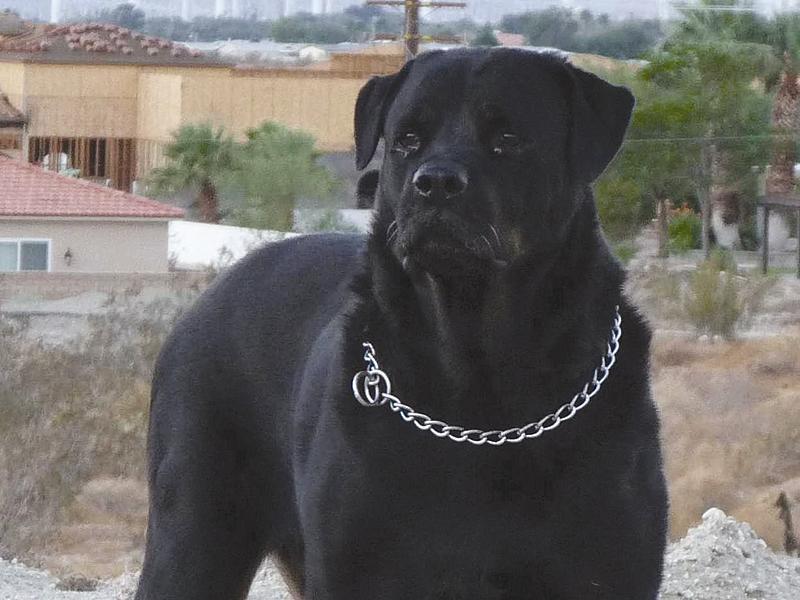 Doi fraţi s-au bătut crâncen, aparent de la un câine. Adevăratul motiv era însă o datorie veche de 24 de ani