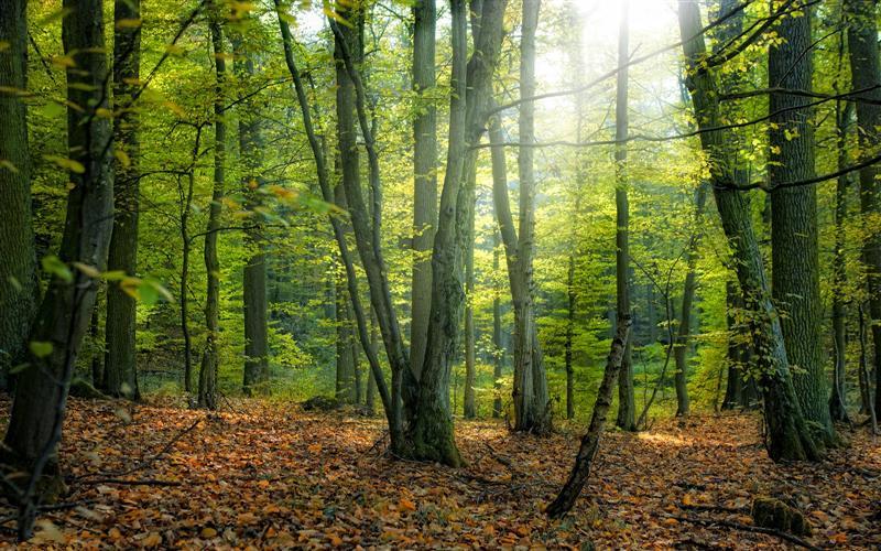 Proiect de lege: gărzile forestiere vor efectua controale silvice la nivel național. S-ar crea noi locuri de muncă la Cluj