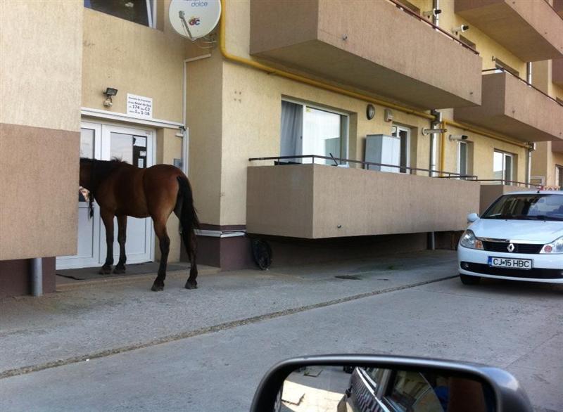 Regim special pentru caii din Floreşti. Ce reguli ar putea fi obligaţi să urmeze proprietarii lor
