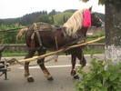 „Inefabil” românesc. Proprietarul calului, bătut de un vecin pentru că animalul a urinat în faţa casei lui