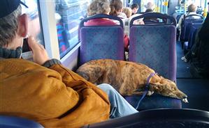 Sunt sau nu sunt de acord clujenii cu accesul animalelor în mijloacele de transport în comun?