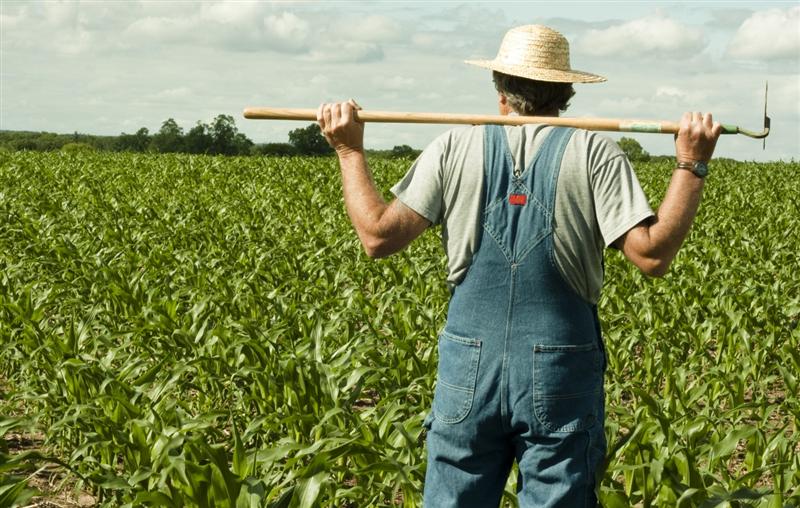 S-au terminat subvenţiile pentru fermierii din sectorul vegetal