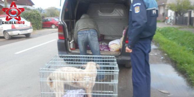 Cruzime inimaginabilă: câine schingiuit cu furca