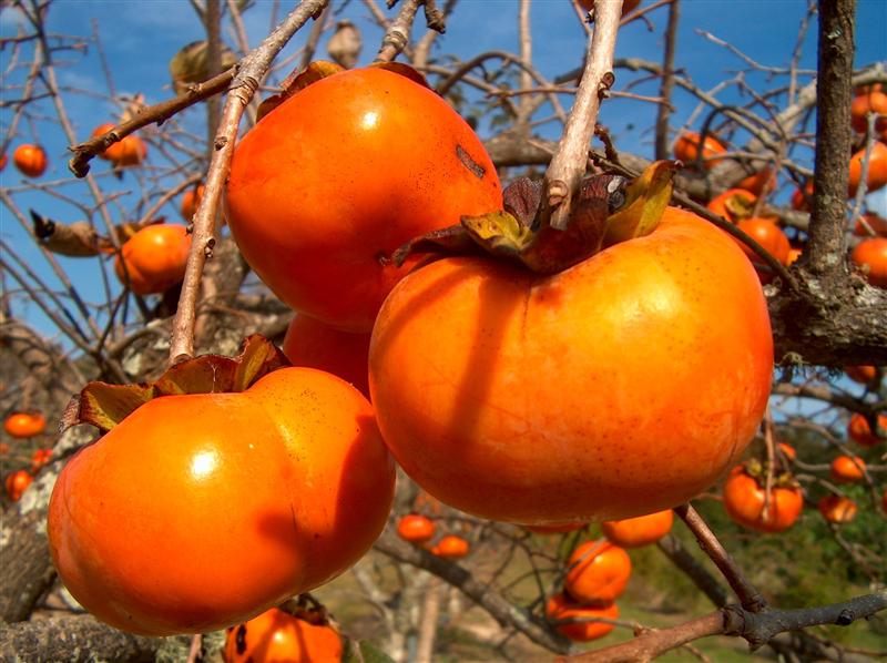 FRUCTUL venerat de ASIATICI: previne ATEROSCLEROZA şi DEGENERESCENŢA MACULARĂ, întinereşte PIELEA, combate DEPRESIA