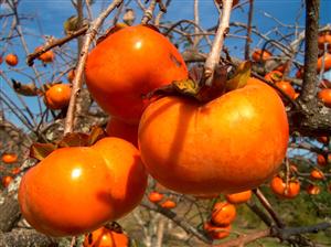 FRUCTUL venerat de ASIATICI: previne ATEROSCLEROZA şi DEGENERESCENŢA MACULARĂ, întinereşte PIELEA, combate DEPRESIA
