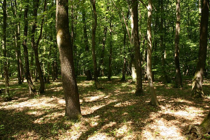 Senatul a adoptat înfiinţarea gărzilor forestiere