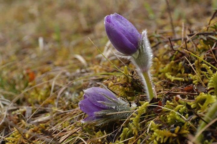 SERIAL NATURA CLUJULUI. Dedițeii de taiga strigă după ajutor FOTO