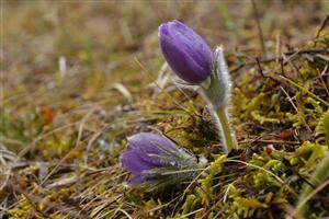SERIAL NATURA CLUJULUI. Dedițeii de taiga strigă după ajutor FOTO