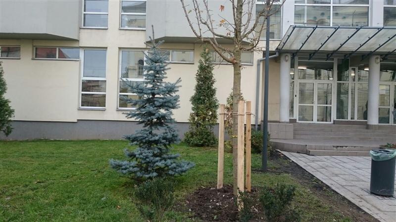 Dorele, te-ai apucat de peisagistică?
