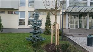 Dorele, te-ai apucat de peisagistică?