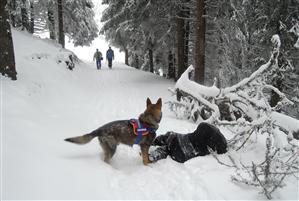 Faceți cunoștință cu ajutoarele de nădejde ale jandarmilor montani. Cum sunt aleși și dresați câinii salvatori FOTO