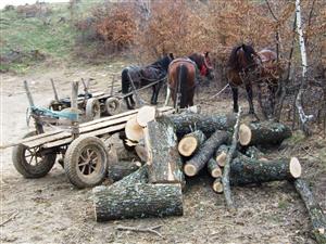 Trei bărbaţi, prinşi de jandarmi la tăiat ilegal de arbori din zonă protejată