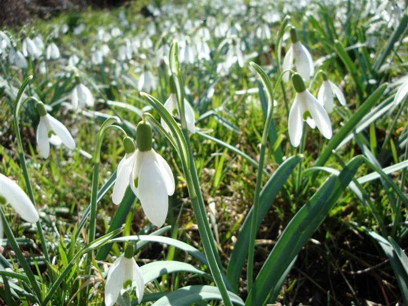Află cu ce temperaturi vine primăvara. Prognoza până în 13 martie