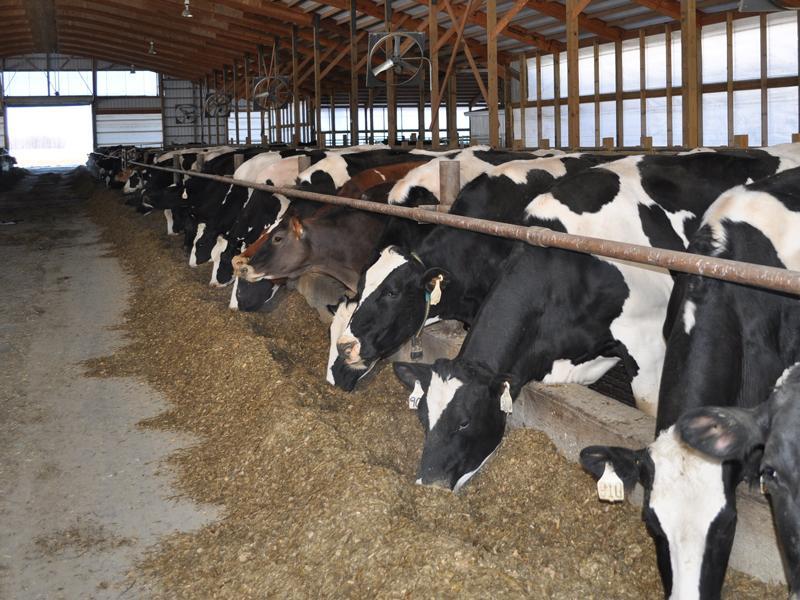 Crescătorii de vaci şi porcine vor beneficia de un sprijin financiar în valoare de 11 milioane euro