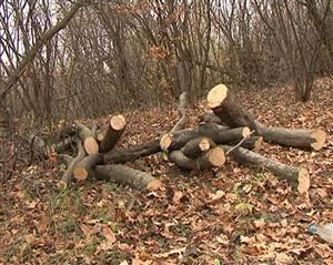 Hoţ de lemne, prins în trafic la el în comună