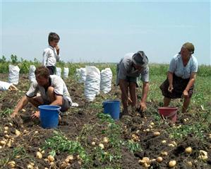 Împrumut de 3,6 miliarde de lei pentru subvenţionarea agricultorilor
