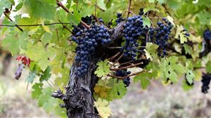 Vinul vine la Cluj: trei zile de degustări pentru amatorii licorii bahice