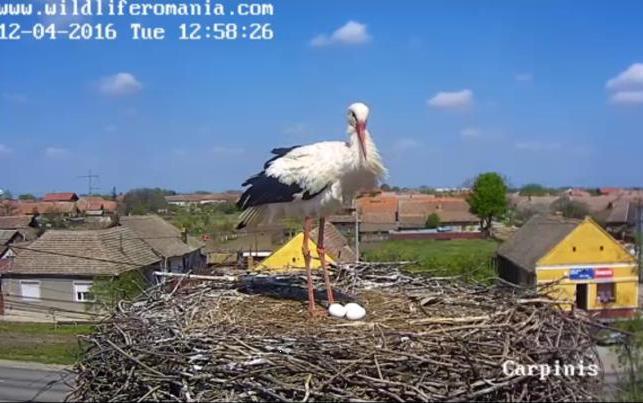 Prima “grădină zoologică” virtuală din România cu animale sălbatice aflate în libertate