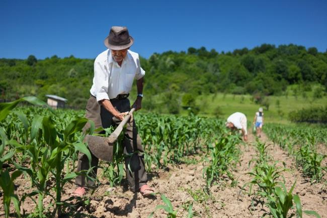 Liber la subvenţiile pentru agricultură. 541 de milioane de euro disponibile