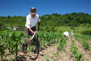 Liber la subvenţiile pentru agricultură. 541 de milioane de euro disponibile