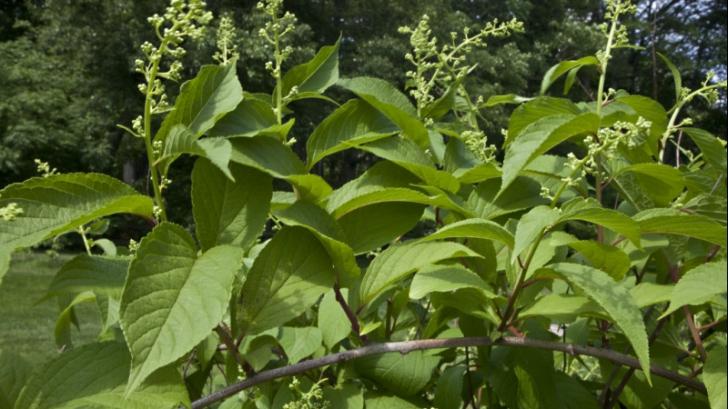 Planta care tratează CANCERUL în 6 săptămâni, respinsă de marile corporații