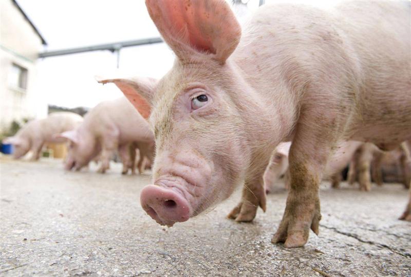 Ajutor de stat de 309.500 euro pentru agricultorii care doresc să depoziteze carnea de porc