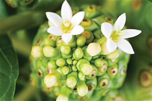 Fructul sfânt care previne şi tratează cancerul, scade hipertensiunea