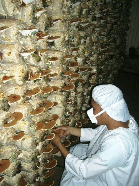 Planta care tratează cancerul, întăreşte sistemul imunitar şi are beneficii anti-îmbătrânire