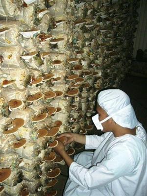Planta care tratează cancerul, întăreşte sistemul imunitar şi are beneficii anti-îmbătrânire