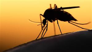 Primul caz de infectare cu virusul Zika, confirmat în România